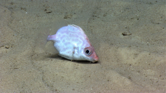 ภาพ ปลา pacificus (Parazen pacificus)