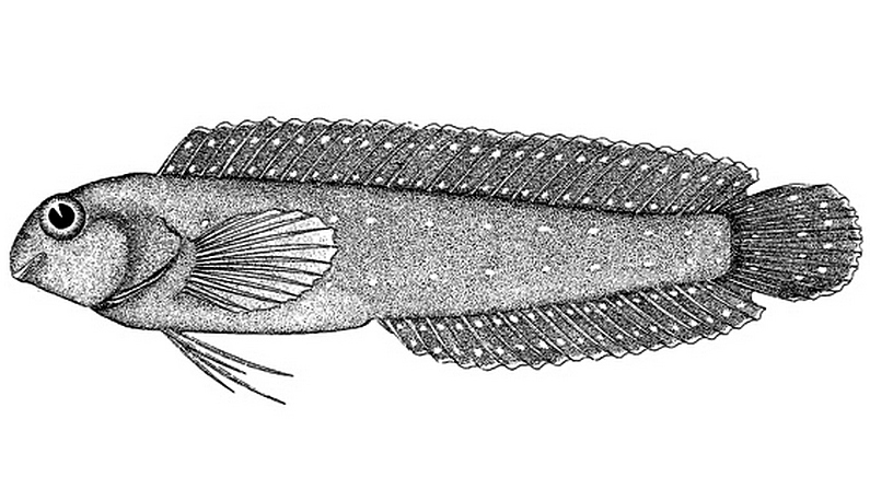 ภาพ ปลาตั๊กแตนหินจุดฟ้าตั๊กแตนหิน (Parenchelyurus hepburni)