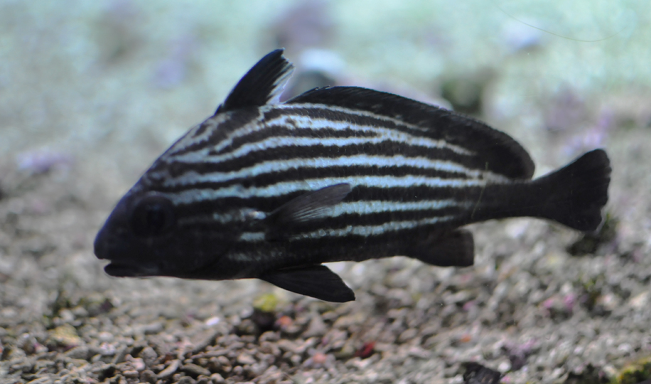 ภาพ ปลาจวดครีบสูงลายเส้น (Pareques acuminatus)