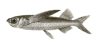 ภาพ ปลา mento (Parexocoetus mento)