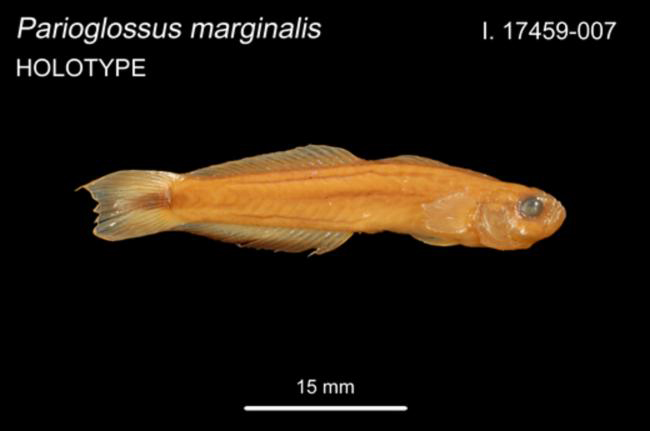 ภาพ ปลาบู่ไฟ marginalis (Parioglossus marginalis)