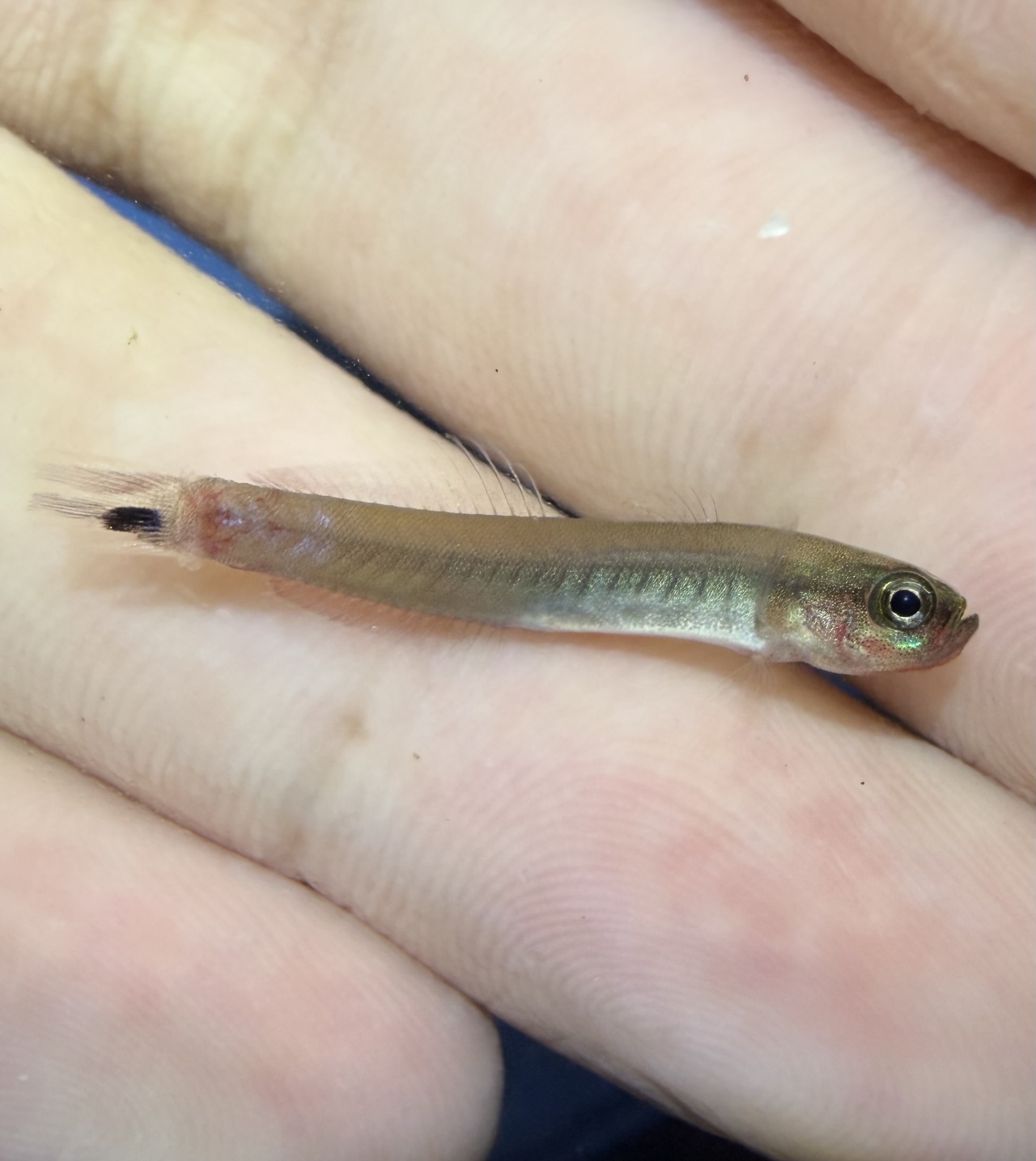 ภาพ ปลาบู่ไฟบอร์เนียว (Parioglossus palustris)