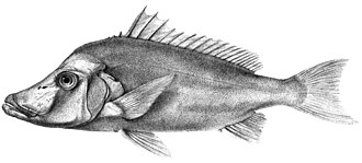 ภาพ ปลา labiosus (Paristiopterus labiosus)