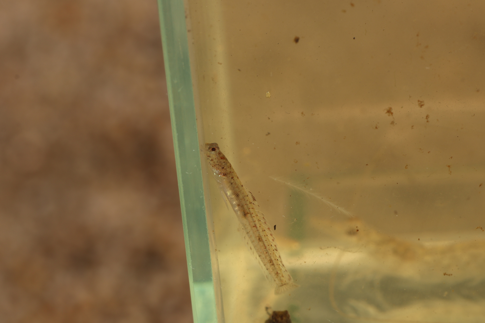 ภาพ ปลาบู่ลวดลายวิจิตรพื้นทรายบู่ (Parkraemeria ornata)