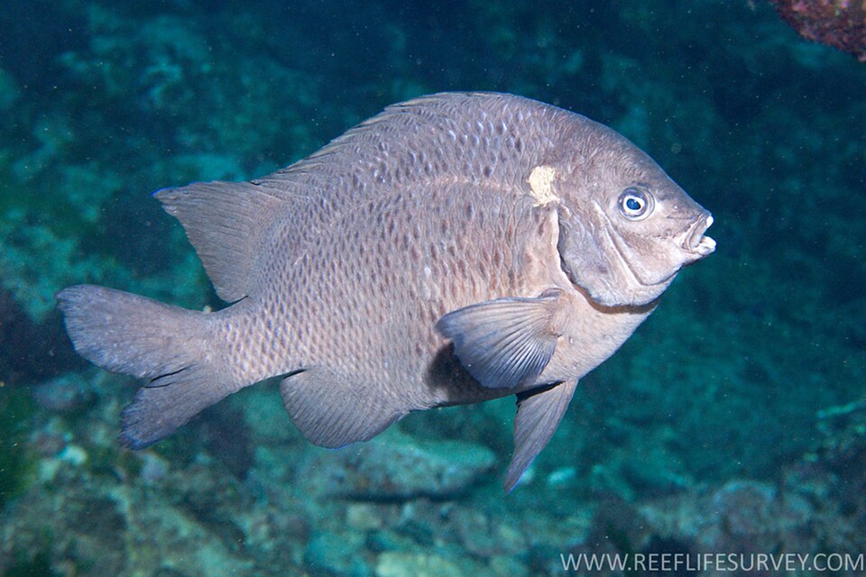 ภาพ ปลาสลิดหินดำ (Parma alboscapularis)