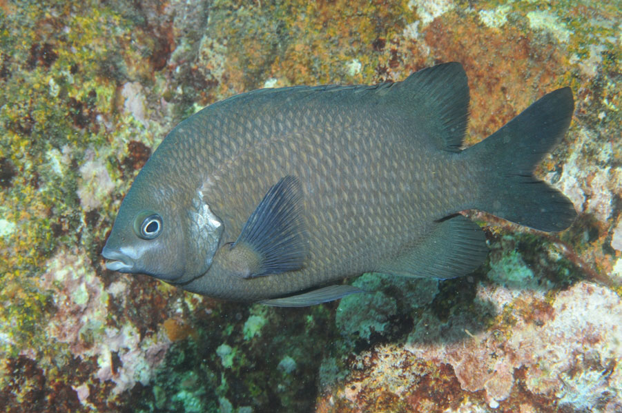 ภาพ ปลาสลิดหินขาว (Parma microlepis)