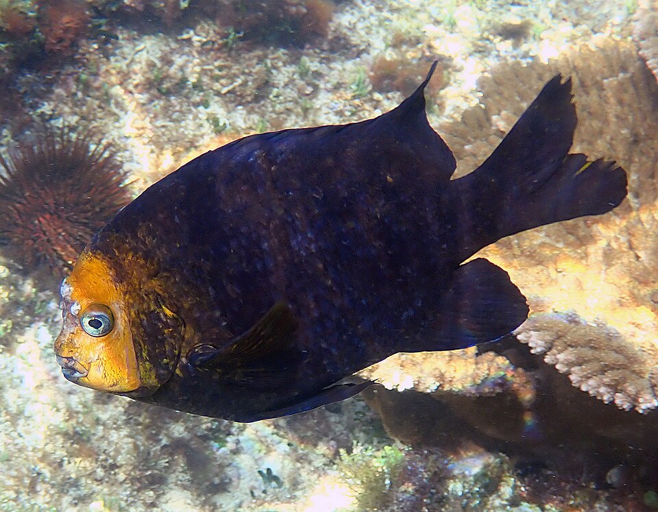 ภาพ ปลาสลิดหินลายบั้ง (Parma polylepis)