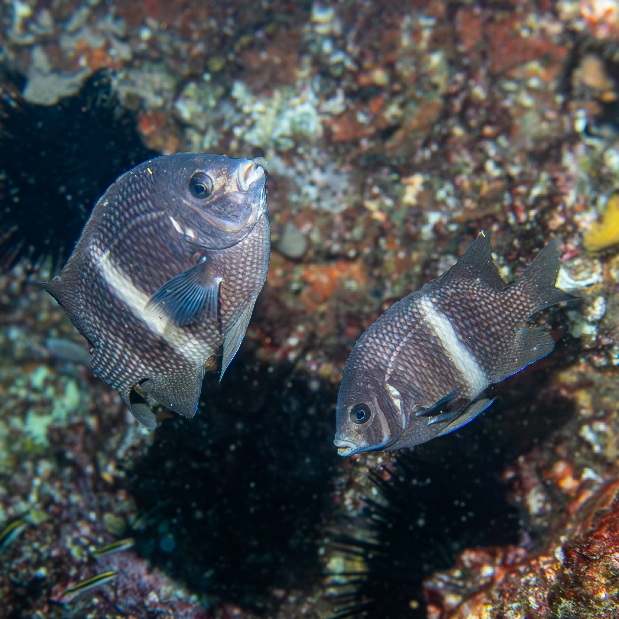ภาพ ปลาสลิดหิน unifasciata (Parma unifasciata)