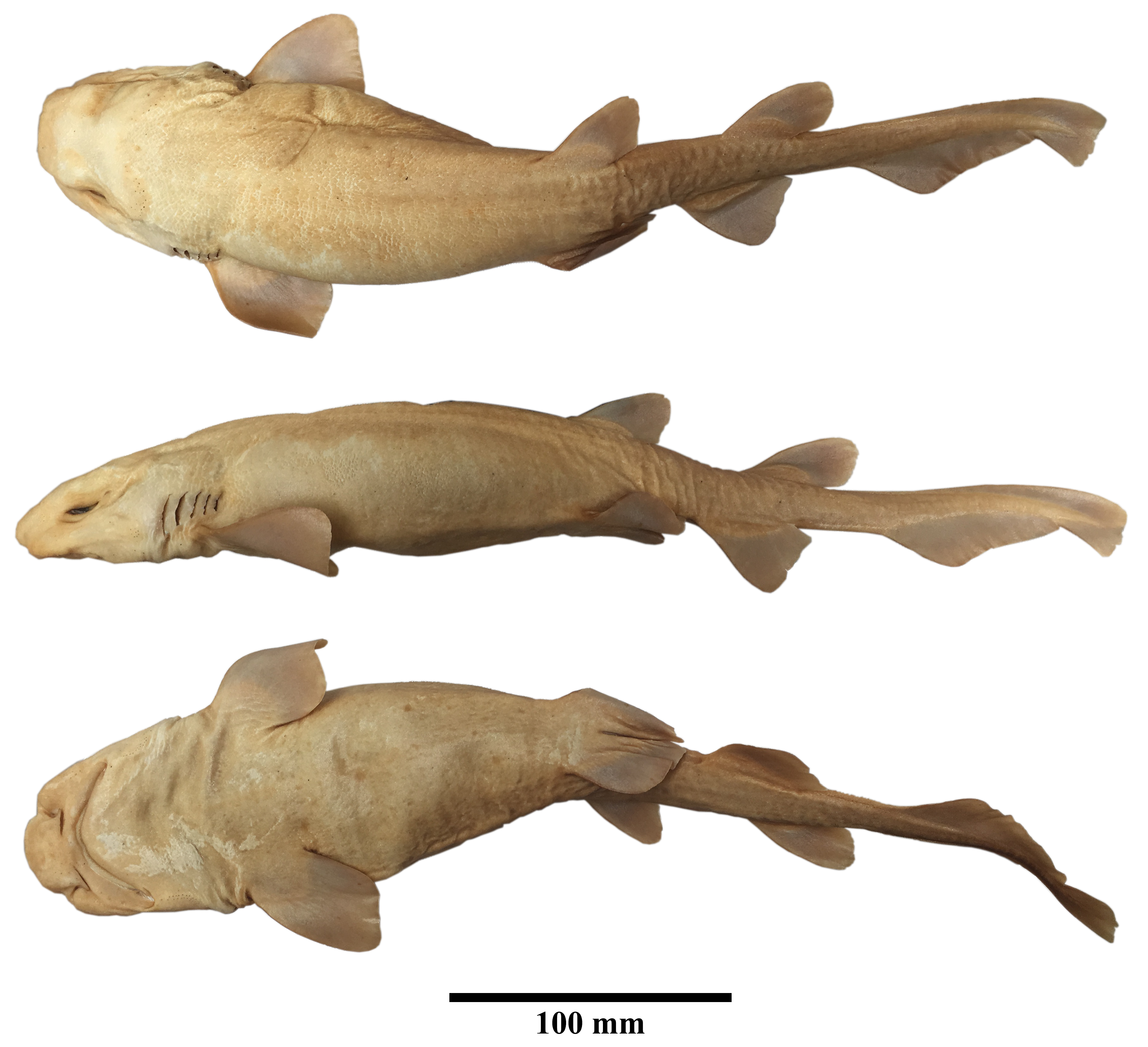 ภาพ ปลา angelae (Parmaturus angelae)
