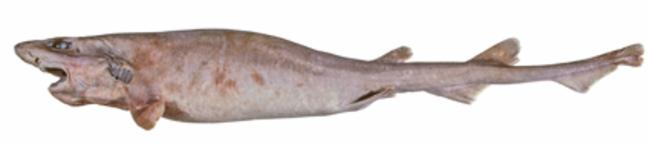 ภาพ ปลา bigus (Parmaturus bigus)