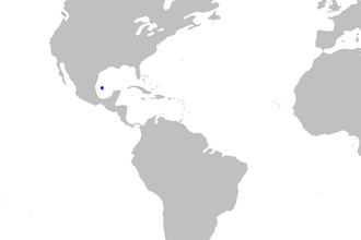 ภาพ ปลา campechiensis (Parmaturus campechiensis)