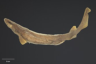 ภาพ ปลา macmillani (Parmaturus macmillani)