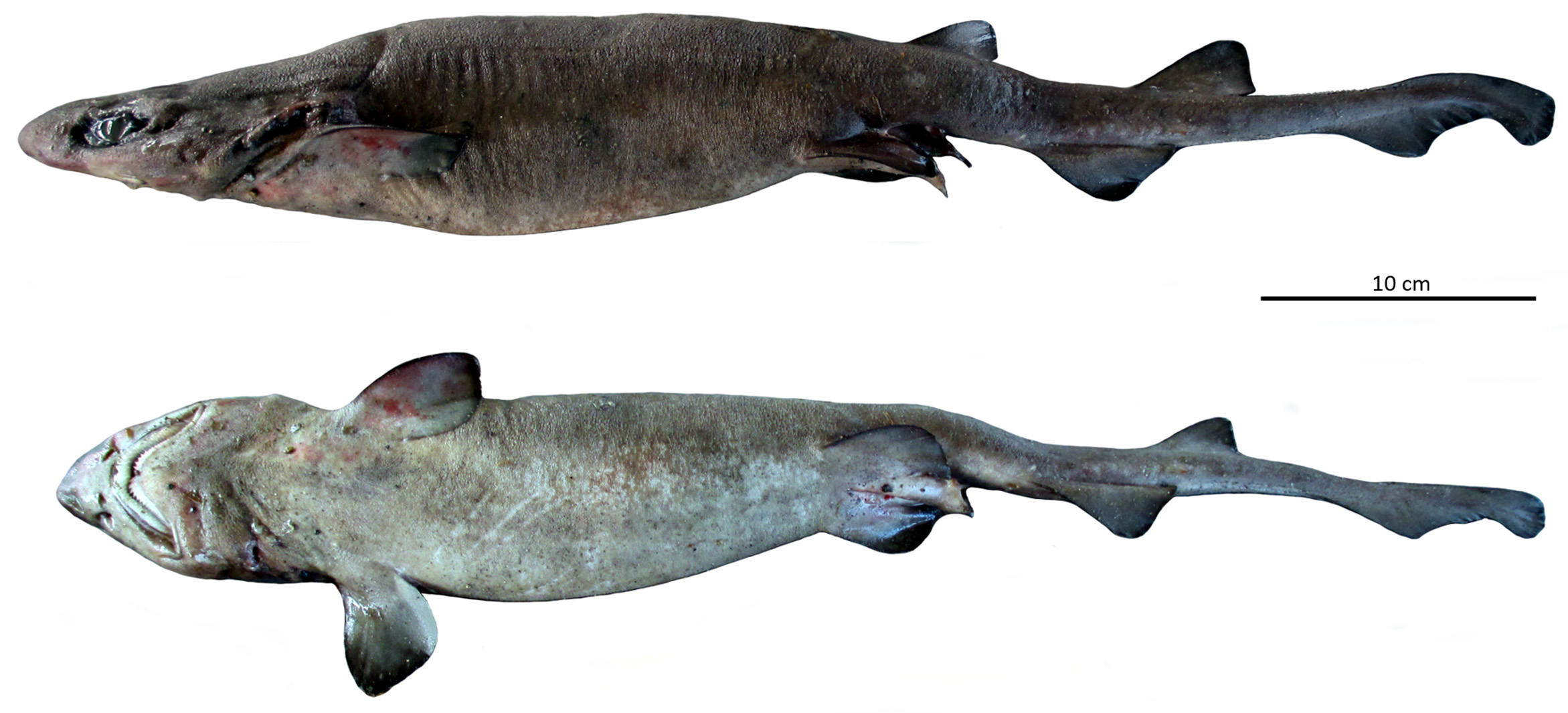 ภาพ ปลา nigripalatum (Parmaturus nigripalatum)