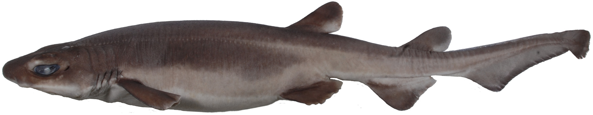 ภาพ ปลา pilosus (Parmaturus pilosus)