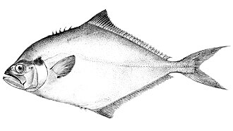 ภาพ ปลา signata (Parona signata)