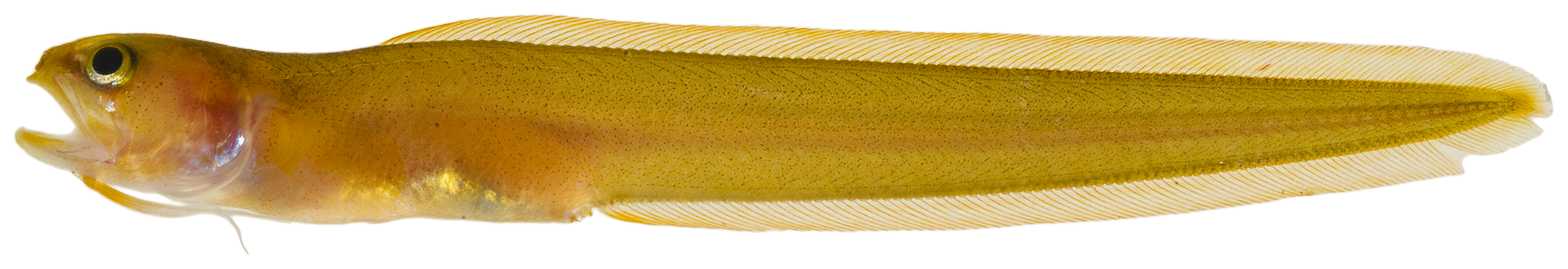 ภาพ ปลา schmidti (Parophidion schmidti)