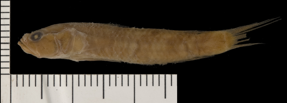 ภาพ ปลาบู่บู่ (Parrella lucretiae)