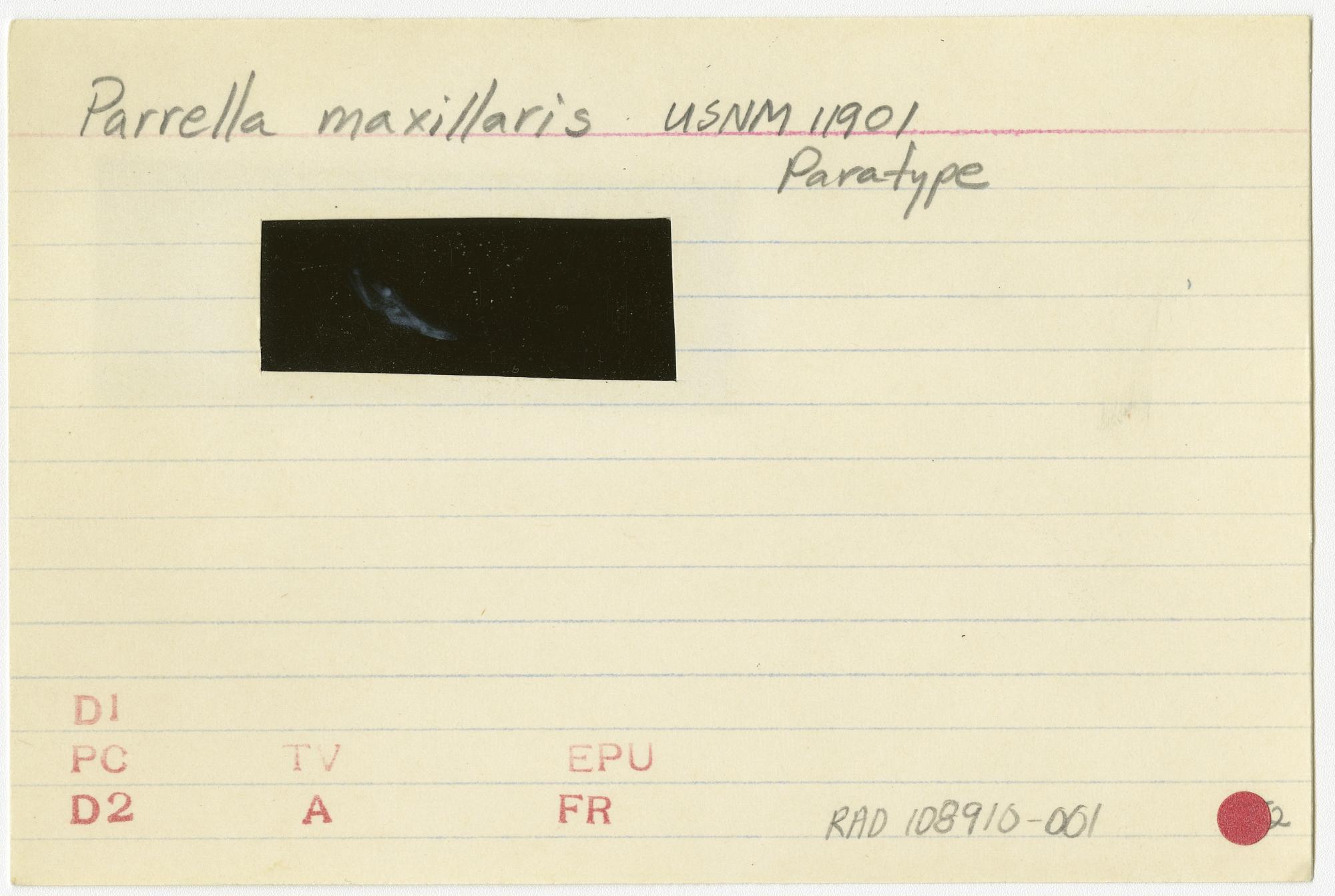 ภาพ ปลาบู่บู่ (Parrella maxillaris)