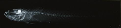 ภาพ ปลาบู่ spilopteryx (Parrella spilopteryx)