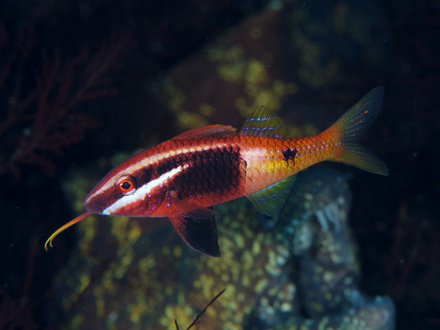 ภาพ ปลาแพะ barberinoides (Parupeneus barberinoides)