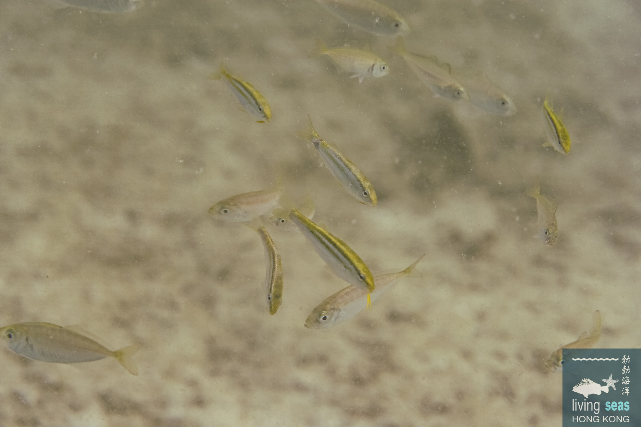 ภาพ ปลาแพะ biaculeatus (Parupeneus biaculeatus)