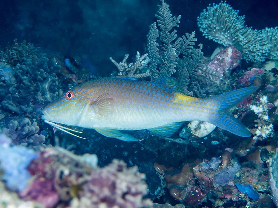 ภาพ ปลาแพะสดอานม้า (Parupeneus cyclostomus)