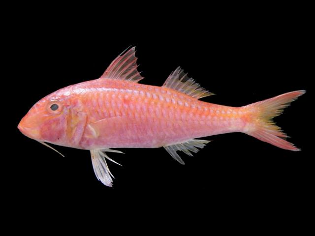 ภาพ ปลาแพะ heptacanthus (Parupeneus heptacanthus)
