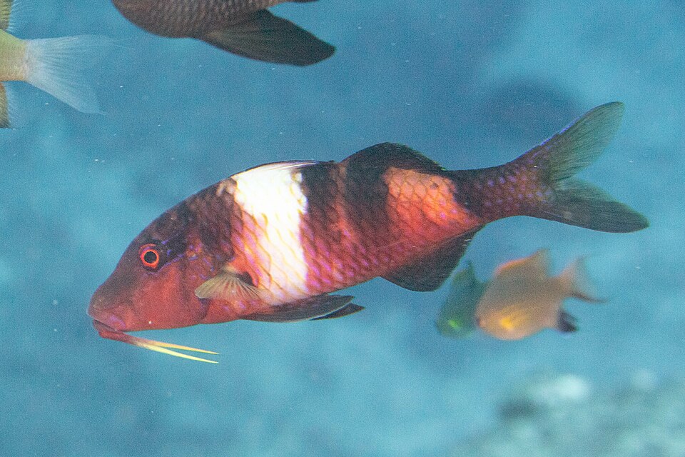 ภาพ ปลาแพะลายบั้ง (Parupeneus multifasciatus)