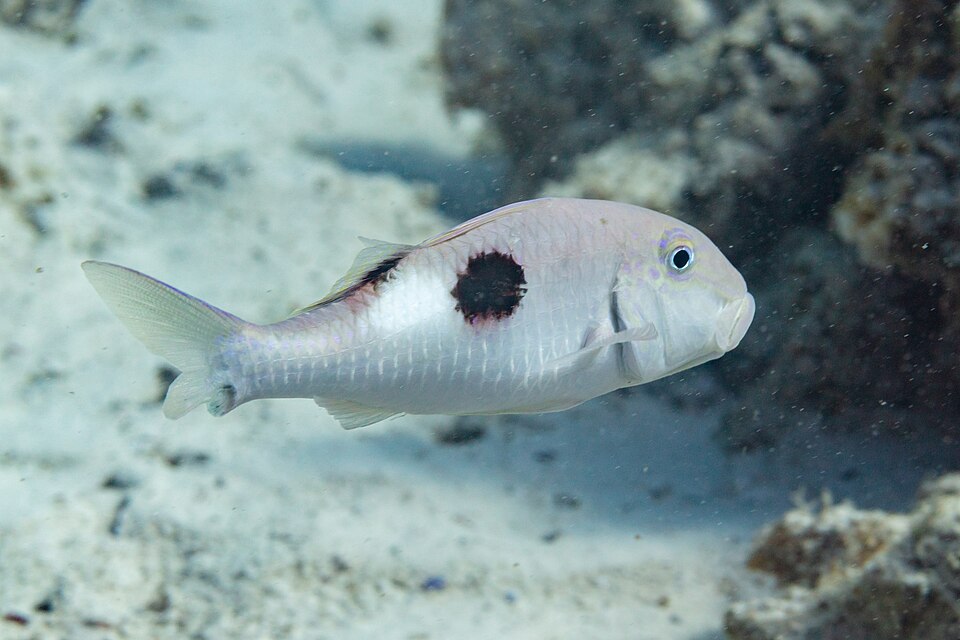 ภาพ ปลาแพะ pleurostigma (Parupeneus pleurostigma)