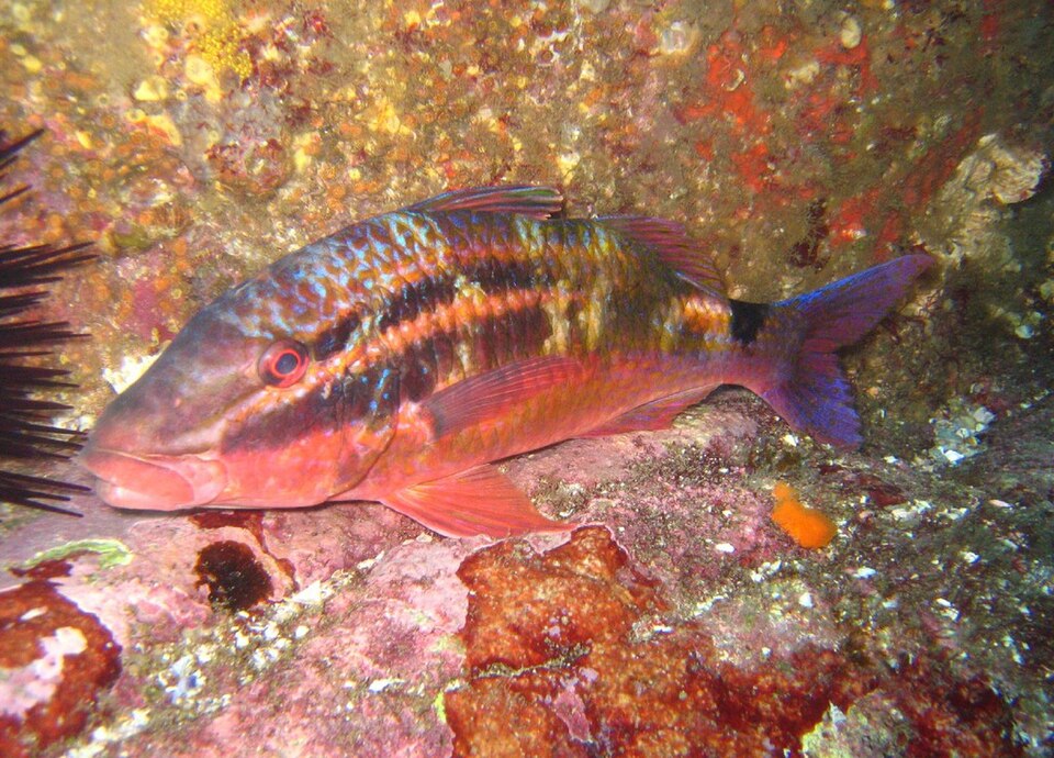 ภาพ ปลาแพะดำอานม้า (Parupeneus spilurus)