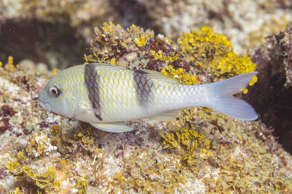 ภาพ ปลาแพะอินเดีย (Parupeneus trifasciatus)