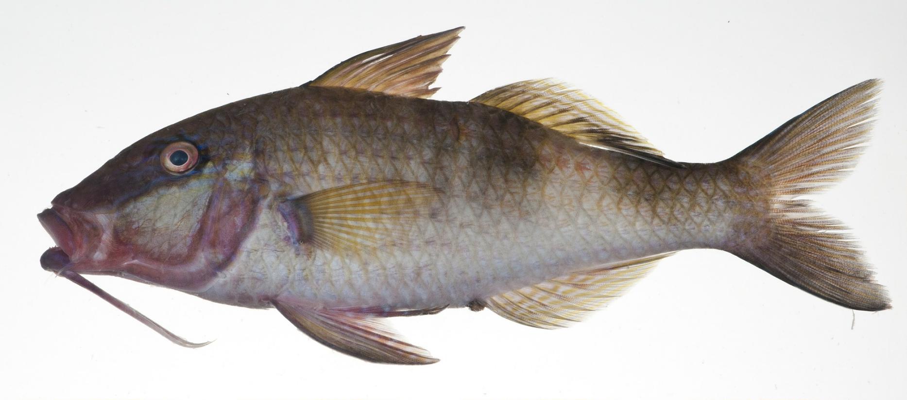 ภาพ ปลาแพะ williamsi (Parupeneus williamsi)