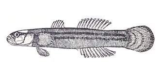 ภาพ ปลา straminea (Parviparma straminea)