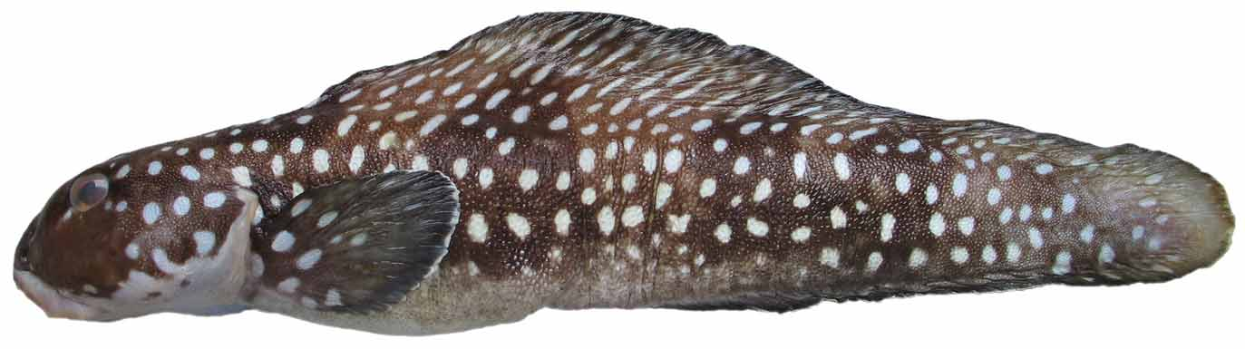 ภาพ ปลา melastomus (Patagolycus melastomus)