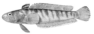ภาพ ปลา ramsayi (Patagonotothen ramsayi)