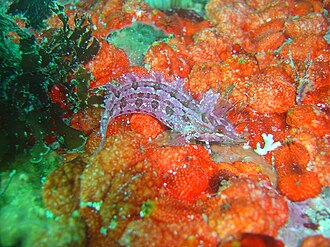 ภาพ ปลา caeruleopunctatus (Pavoclinus caeruleopunctatus)