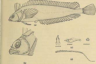 ภาพ ปลา laurentii (Pavoclinus laurentii)