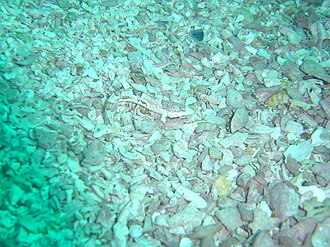 ภาพ ปลา smalei (Pavoclinus smalei)