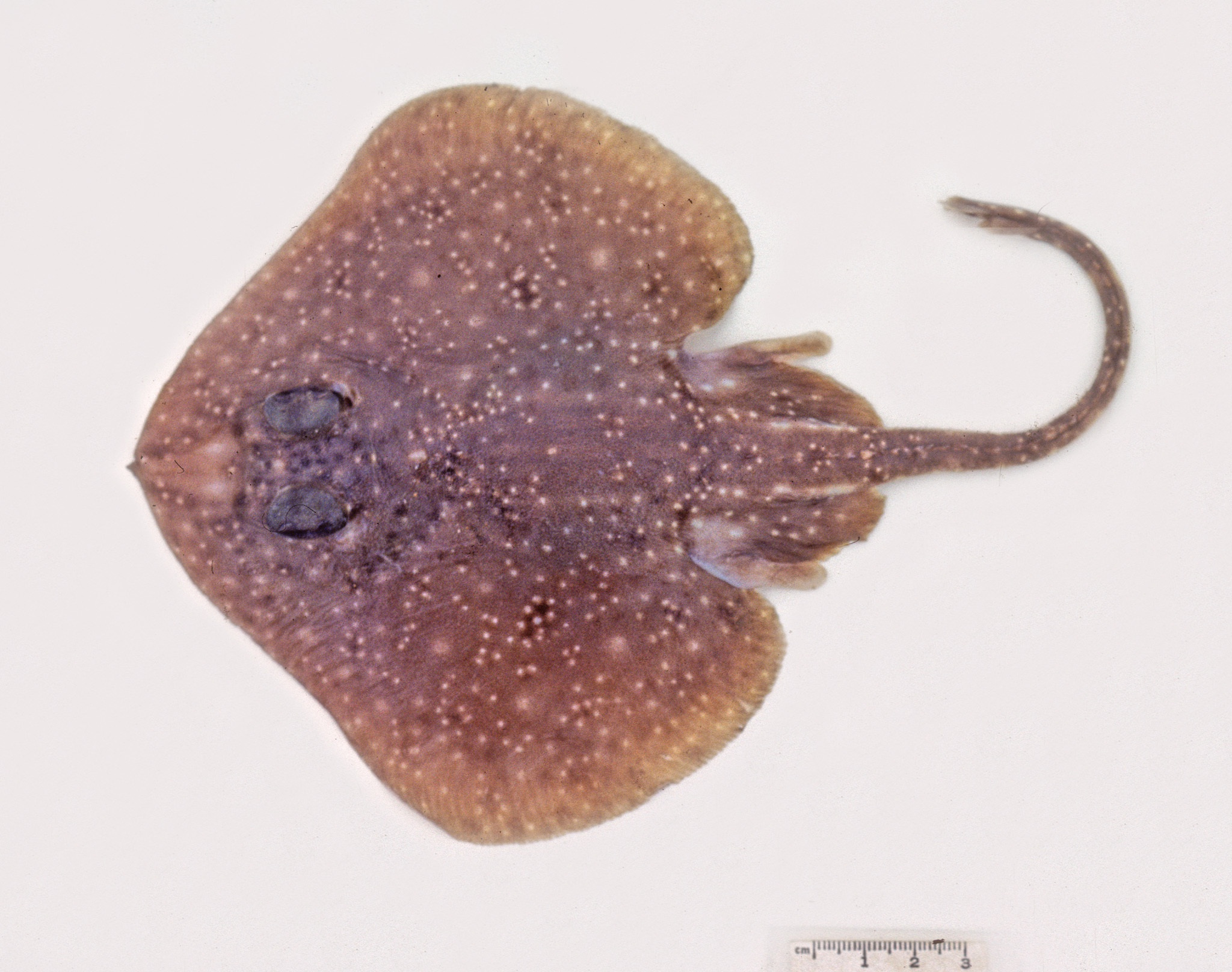 ภาพ ปลา nitida (Pavoraja nitida)