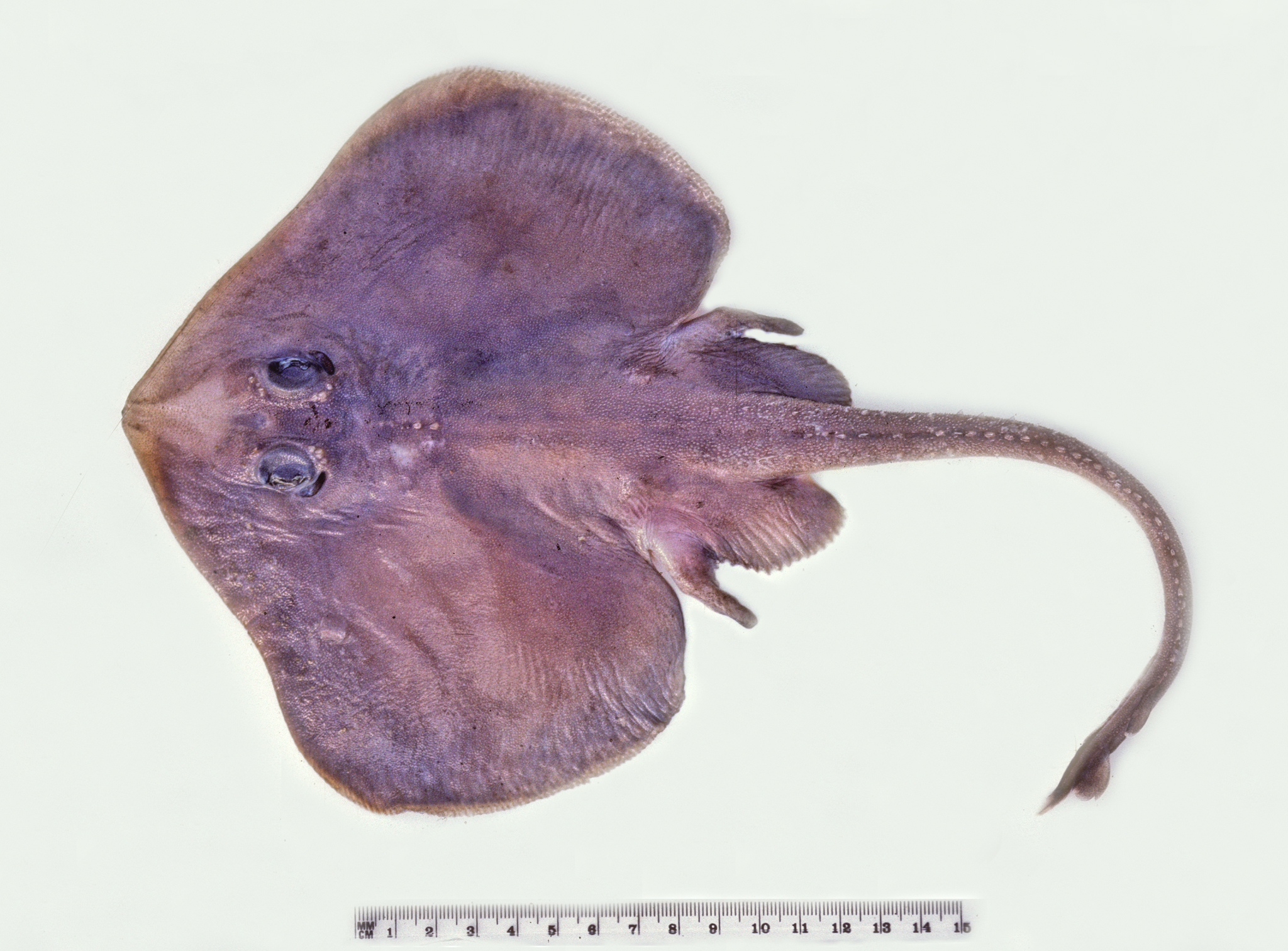 ภาพ ปลา umbrosa (Pavoraja umbrosa)