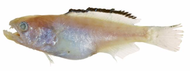 ภาพ ปลาอมไข่ concilians (Paxton concilians)
