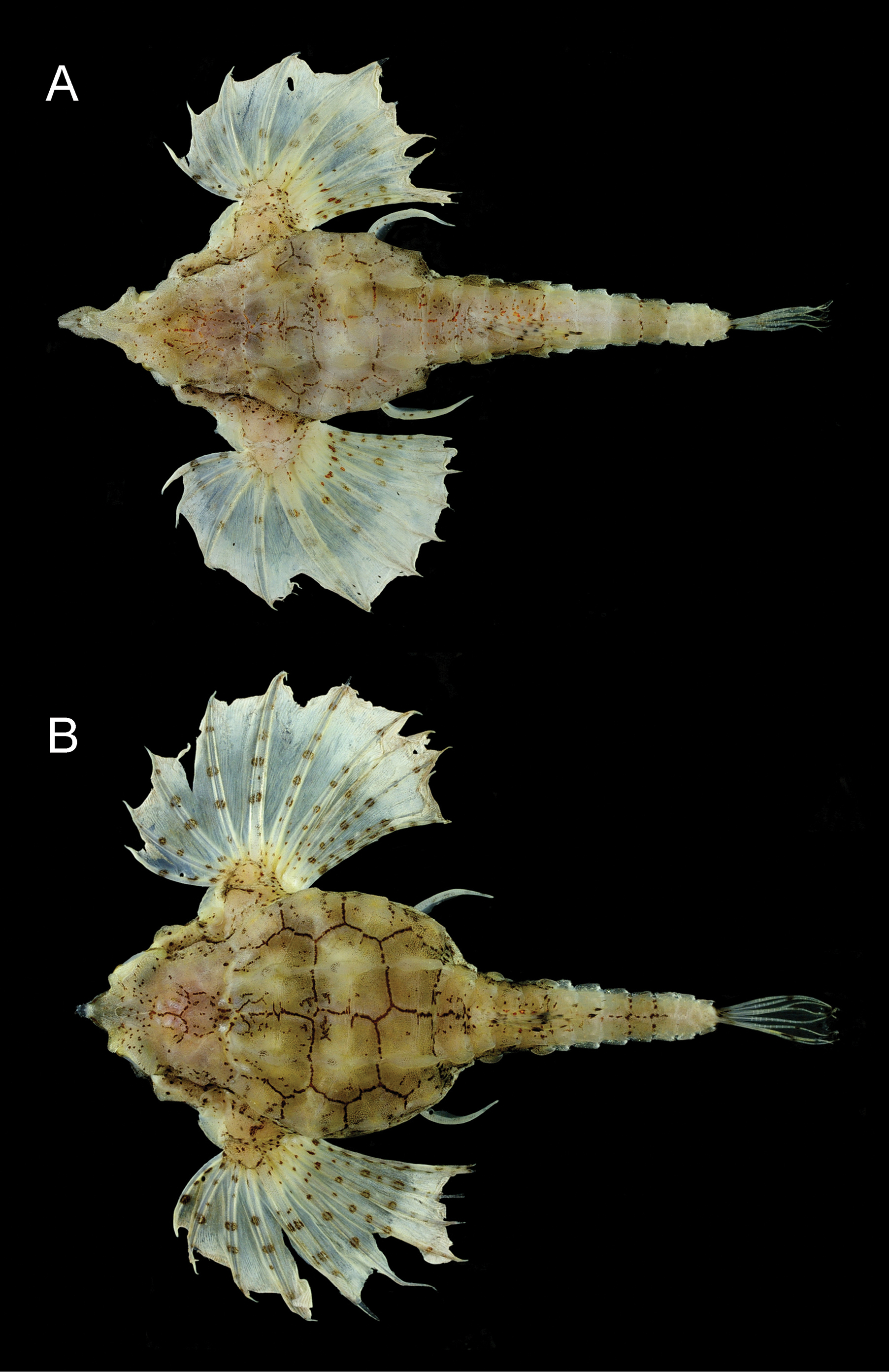 ภาพ ปลา nanhaiensis (Pegasus nanhaiensis)