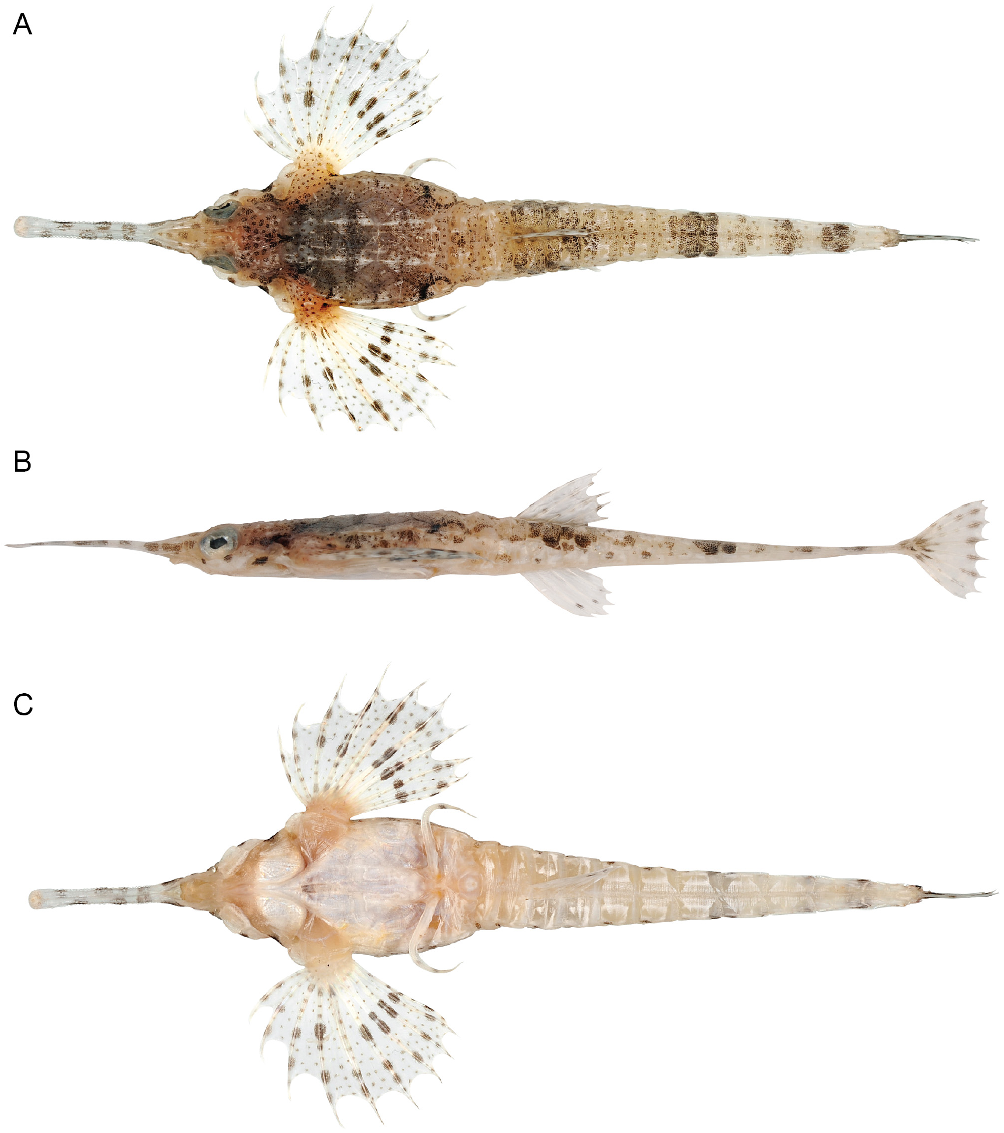 ภาพ ปลา tetrabelos (Pegasus tetrabelos)