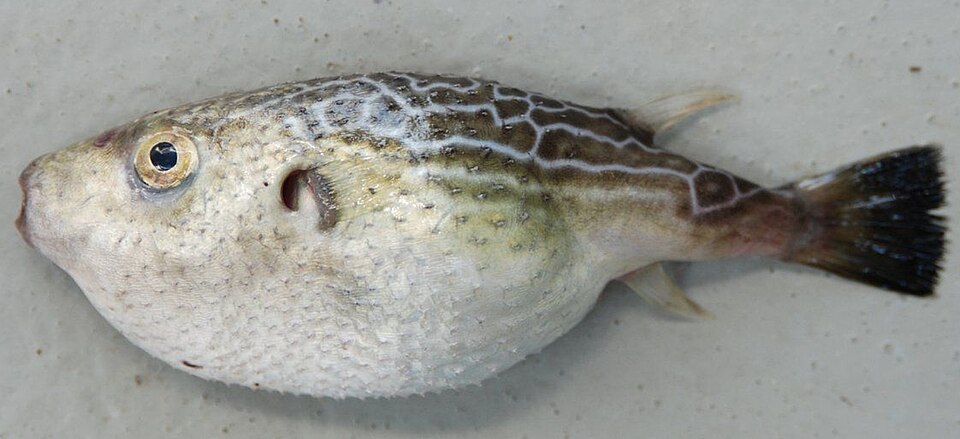 ภาพ ปลาปักเป้า marki (Pelagocephalus marki)