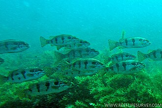 ภาพ ปลา humeralis (Pelsartia humeralis)