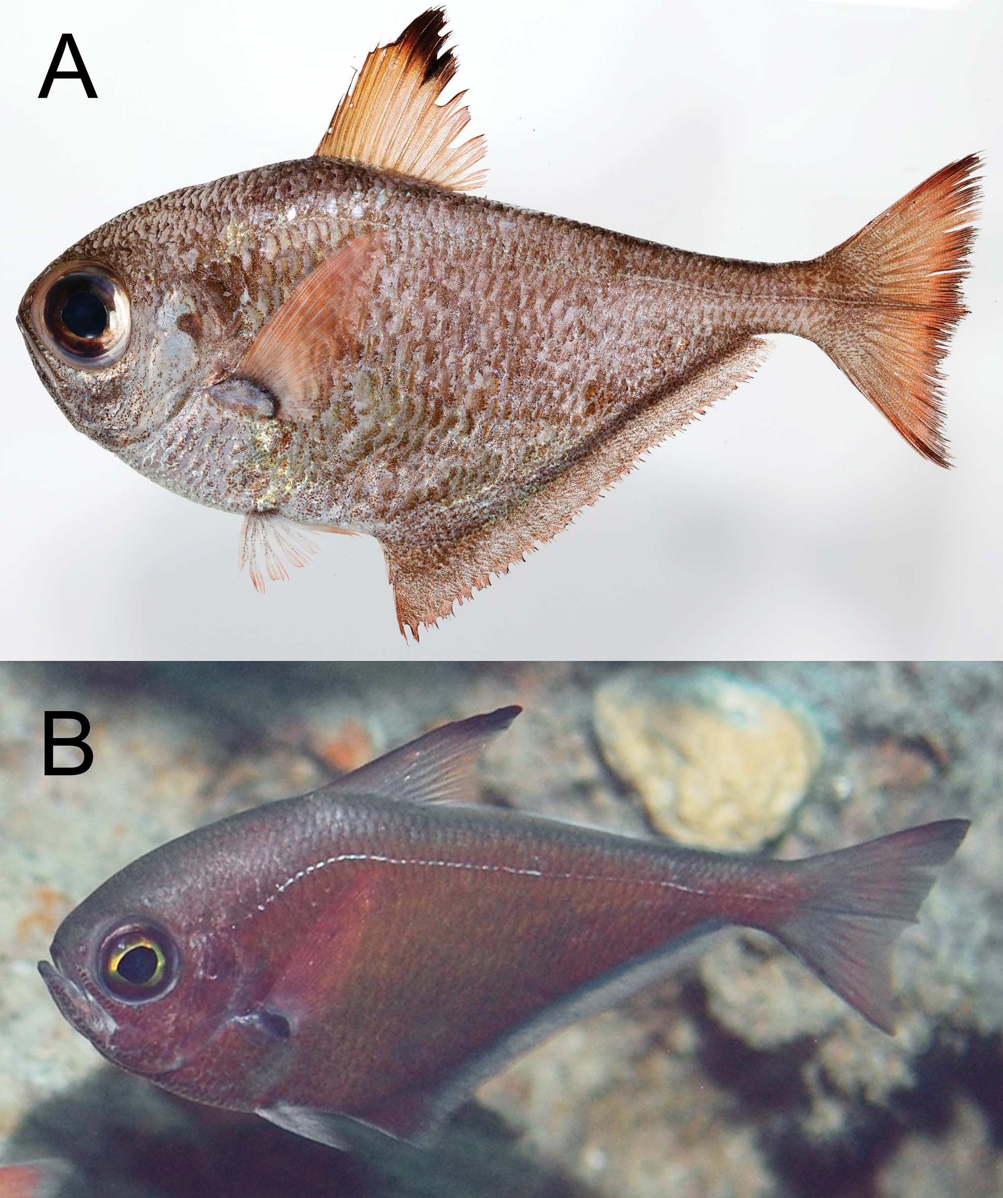 ภาพ ปลา adusta (Pempheris adusta)