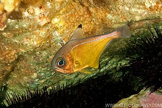 ภาพ ปลา affinis (Pempheris affinis)