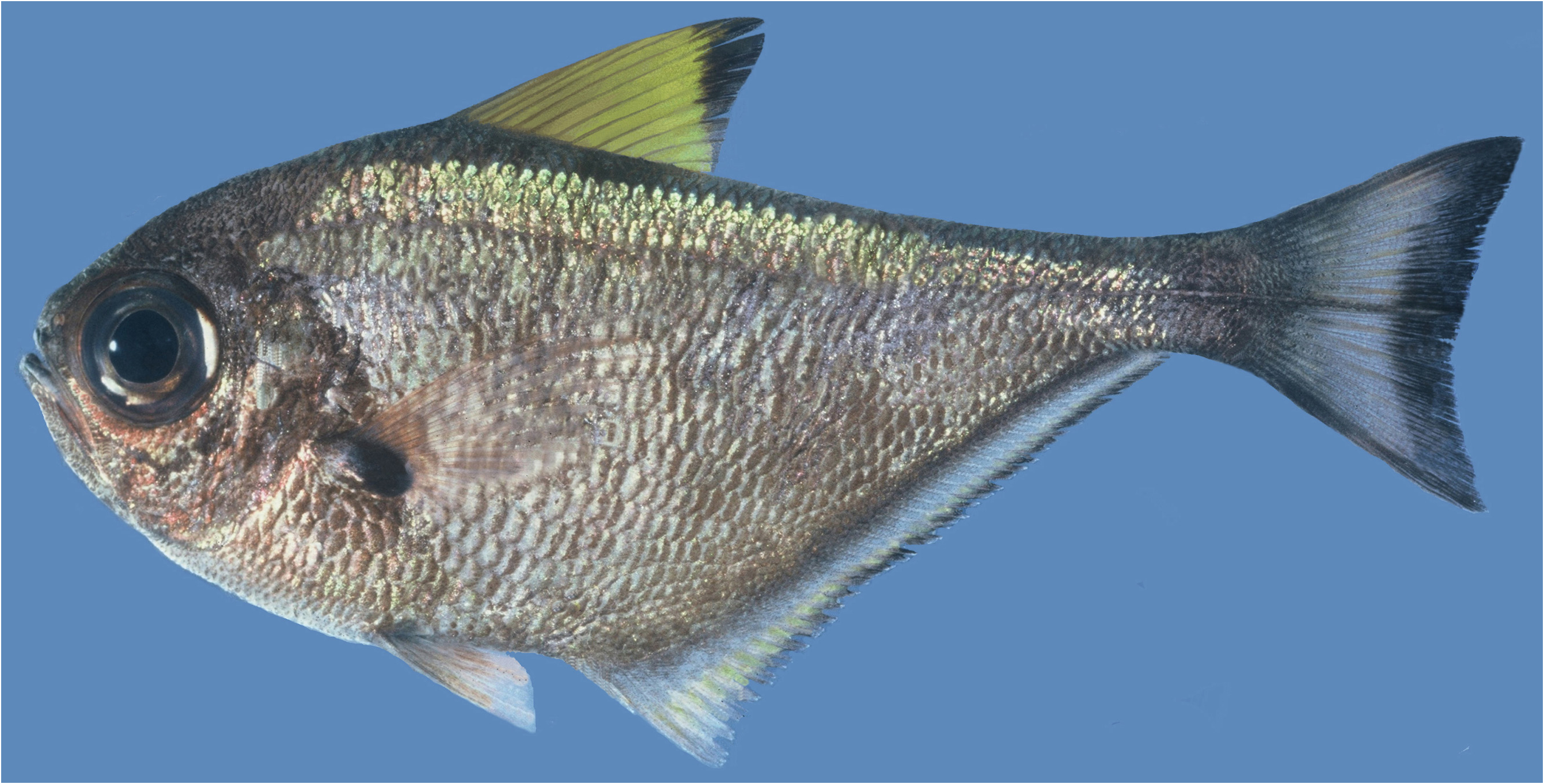 ภาพ ปลา bexillon (Pempheris bexillon)