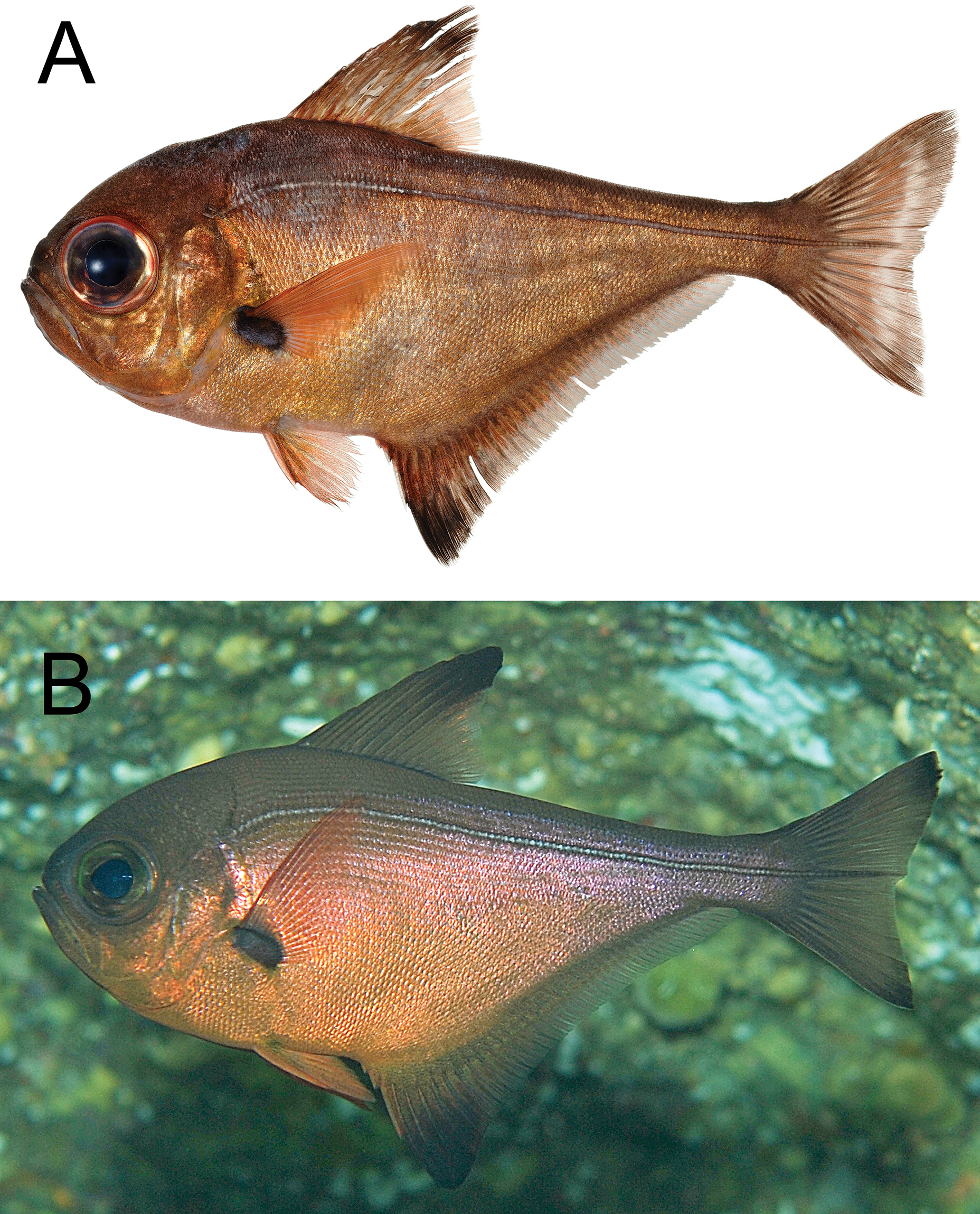ภาพ ปลา familia (Pempheris familia)