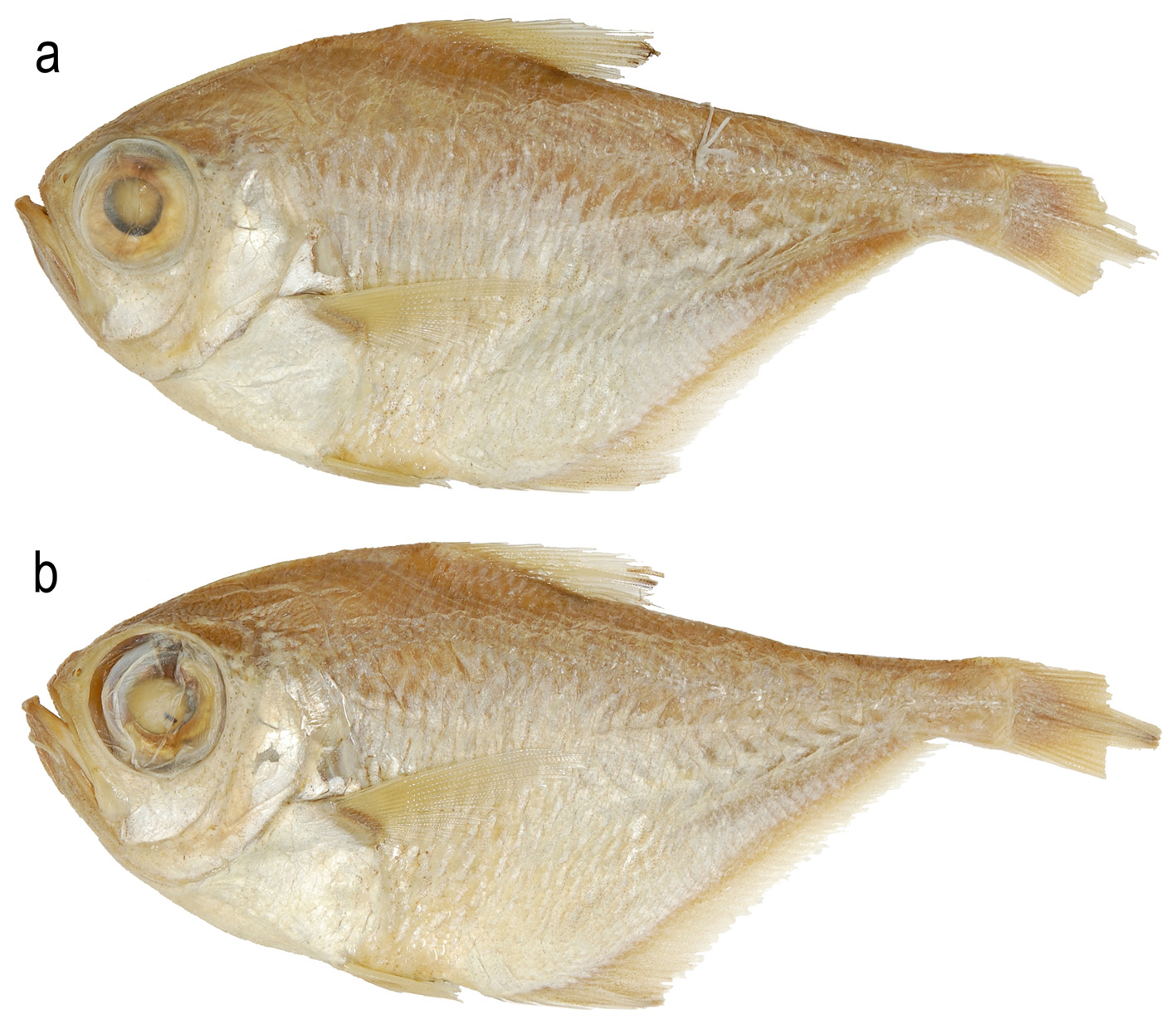 ภาพ ปลา nesogallica (Pempheris nesogallica)